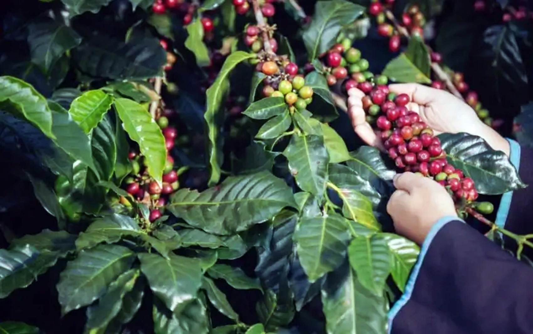 Seminário em Caxambu reúne turismo e cafeicultura para fortalecer a Rota Turística do Café no Sul de Minas