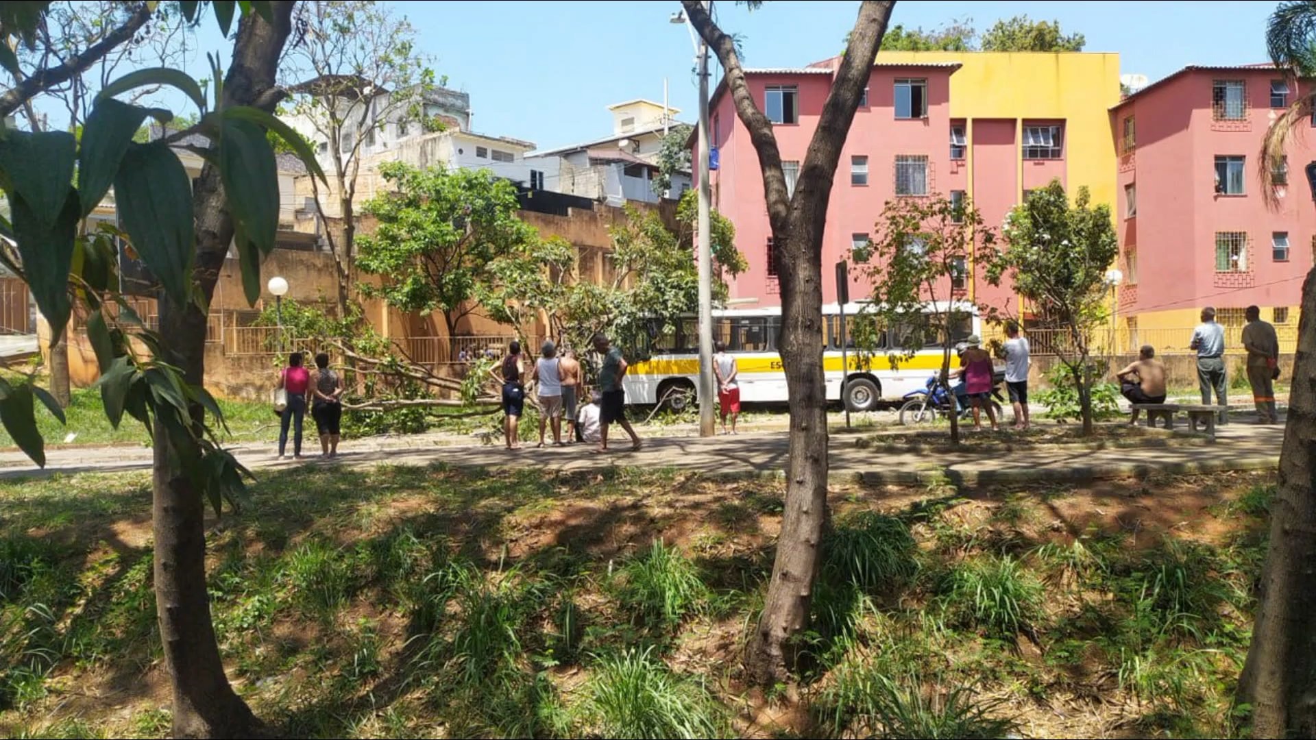 Ônibus escolar bate em árvore e ao menos duas crianças ficam feridas em BH