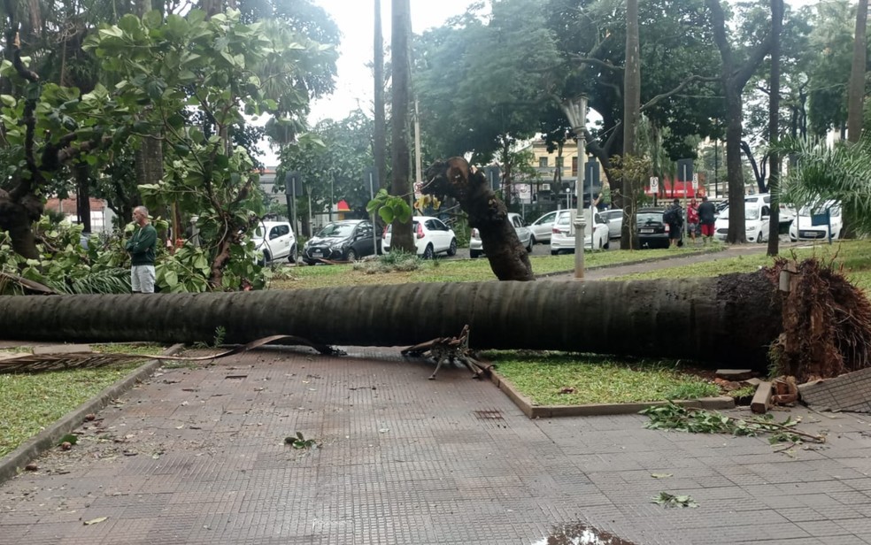 Palmeira cai na Praça das Bandeiras em Ribeirão Preto, SP, durante temporal — Foto: Redes sociais