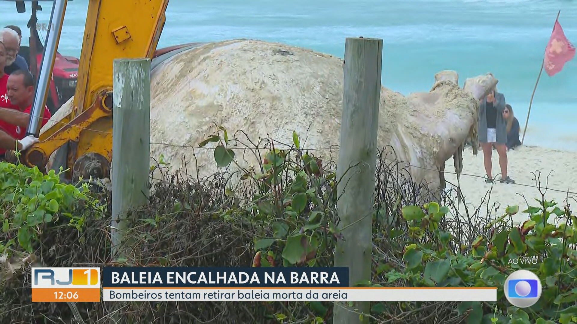 Baleia encalhada morta é encontrada na Praia da Barra, no Rio