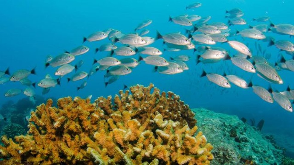 Peixes que habitam águas mais quentes têm metabolismo mais alto e precisam de mais oxigênio — Foto: Getty Images via BBC