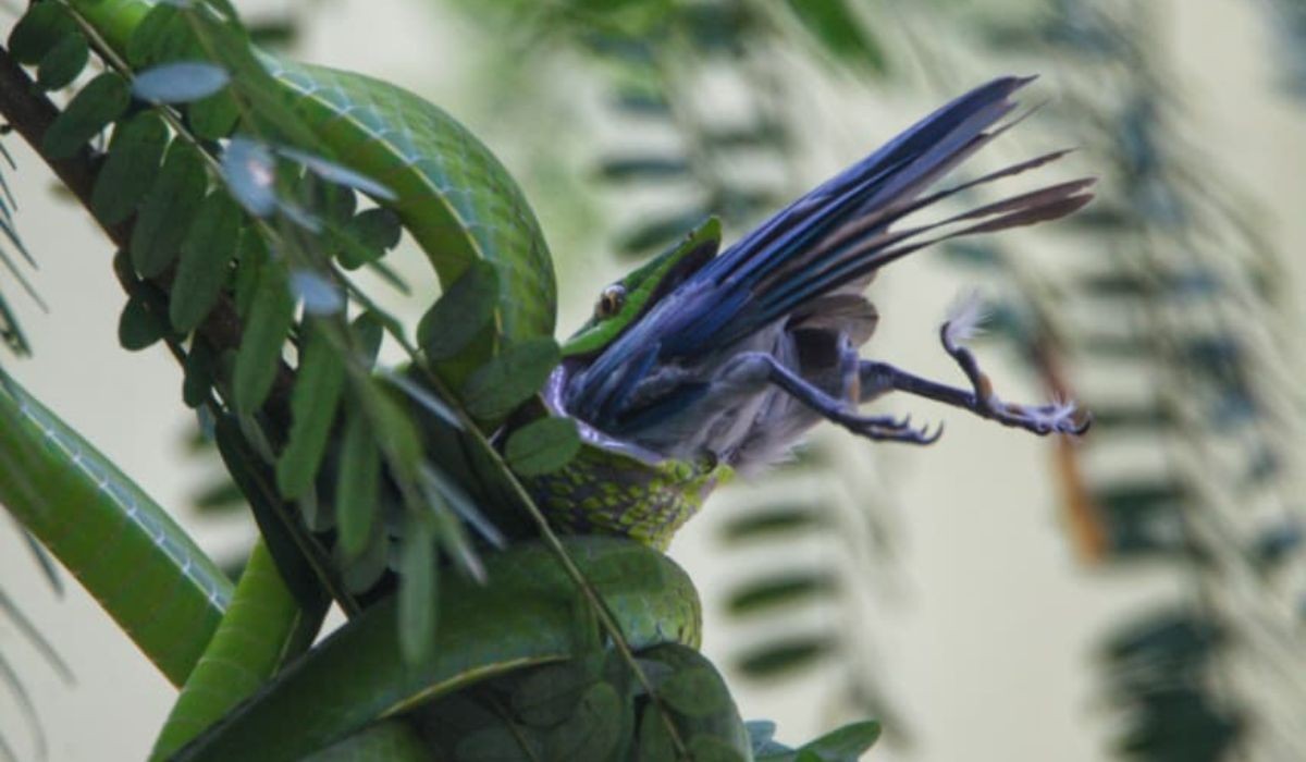 Cobra camuflada captura e engole pássaro em flagrante na mata; veja imagens