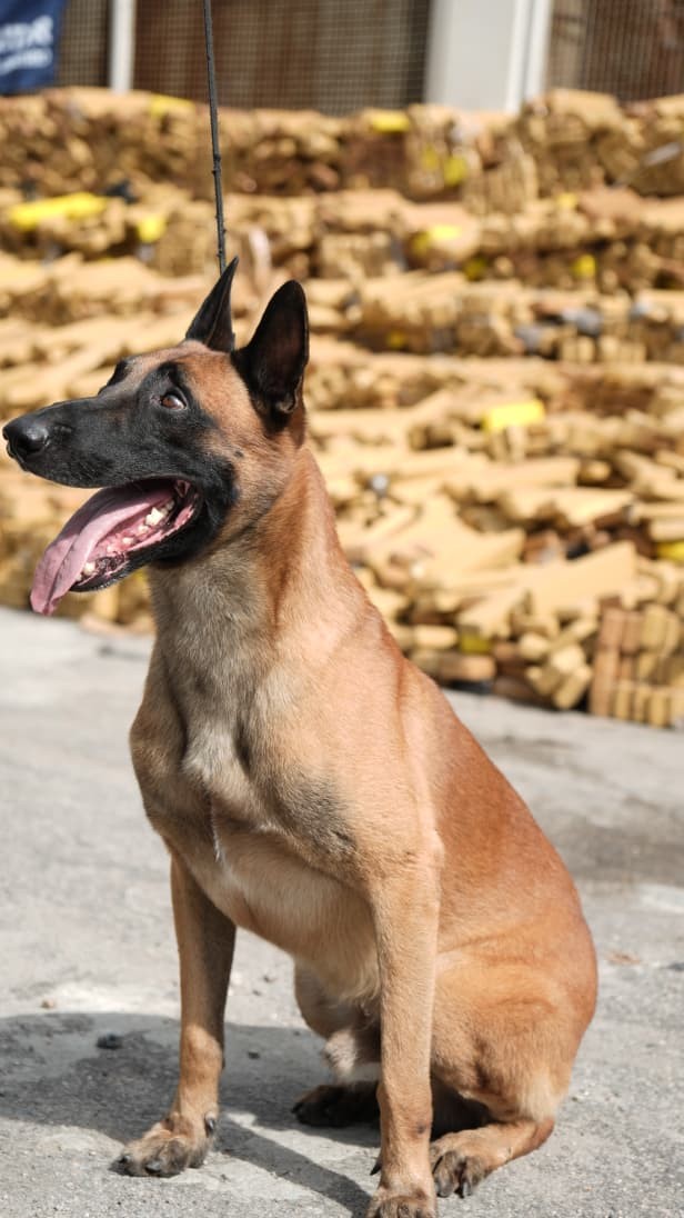 O pastor-belga-malionois que farejou as 48 toneladas de maconha escondidas na Maré