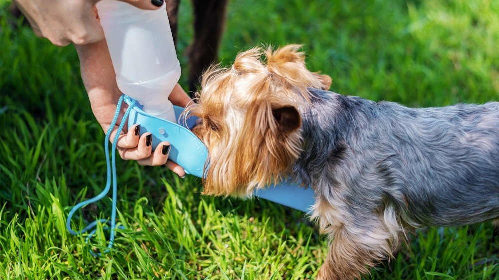 Dicas para refrescar seu cachorro nos dias mais quentes