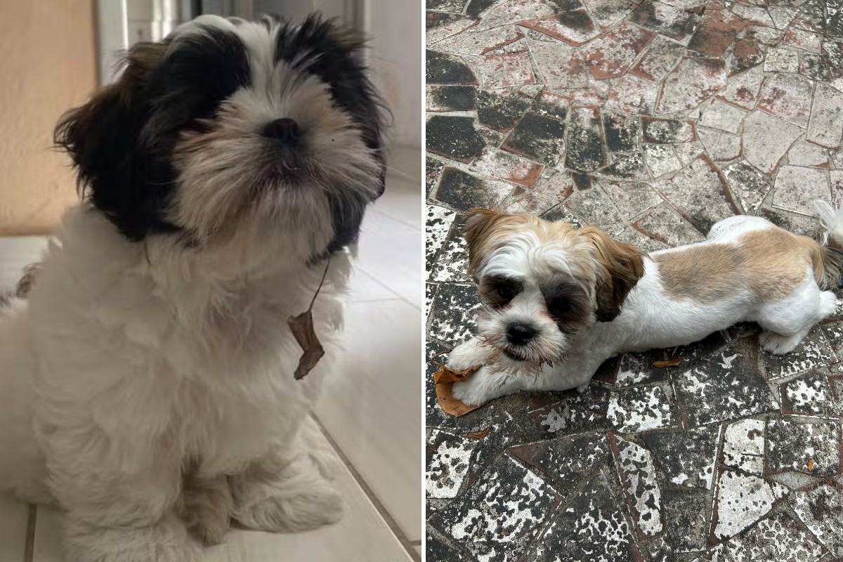 Filhote de shih tzu que fugiu é devolvido à família com novo visual: 'Um Natal muito feliz agora' 