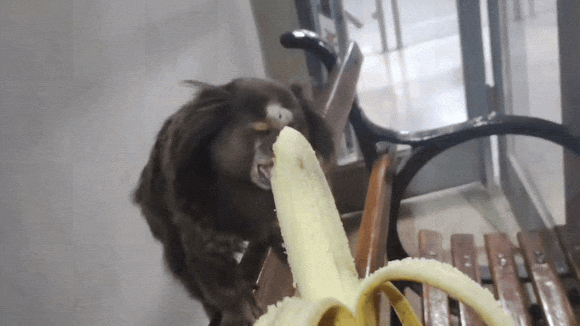 'É a Ritinha': sagui que frequenta fórum há 7 anos vira xodó de funcionários em Sorocaba