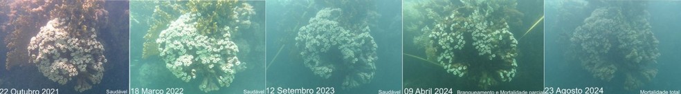 Aquecimento do oceano resultou em um evento de branqueamento dos corais em grandes proporções e intensidade — Foto: Ufal