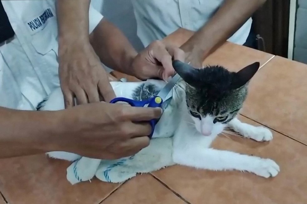 Guardas de prisão na Costa Rica usam tesoura para cortar fita adesiva que prendia drogas ao corpo de gato usado por criminosos para contrabando — Foto: Ministério da Justiça e da Paz da Costa Rica / Divulgação