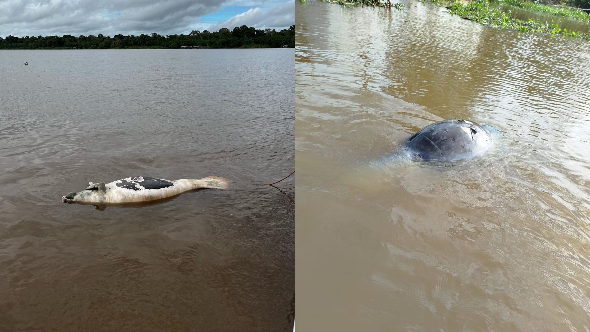 Pesquisadores do Amapá registram mortes de peixes-bois na região de Gurupá (PA)