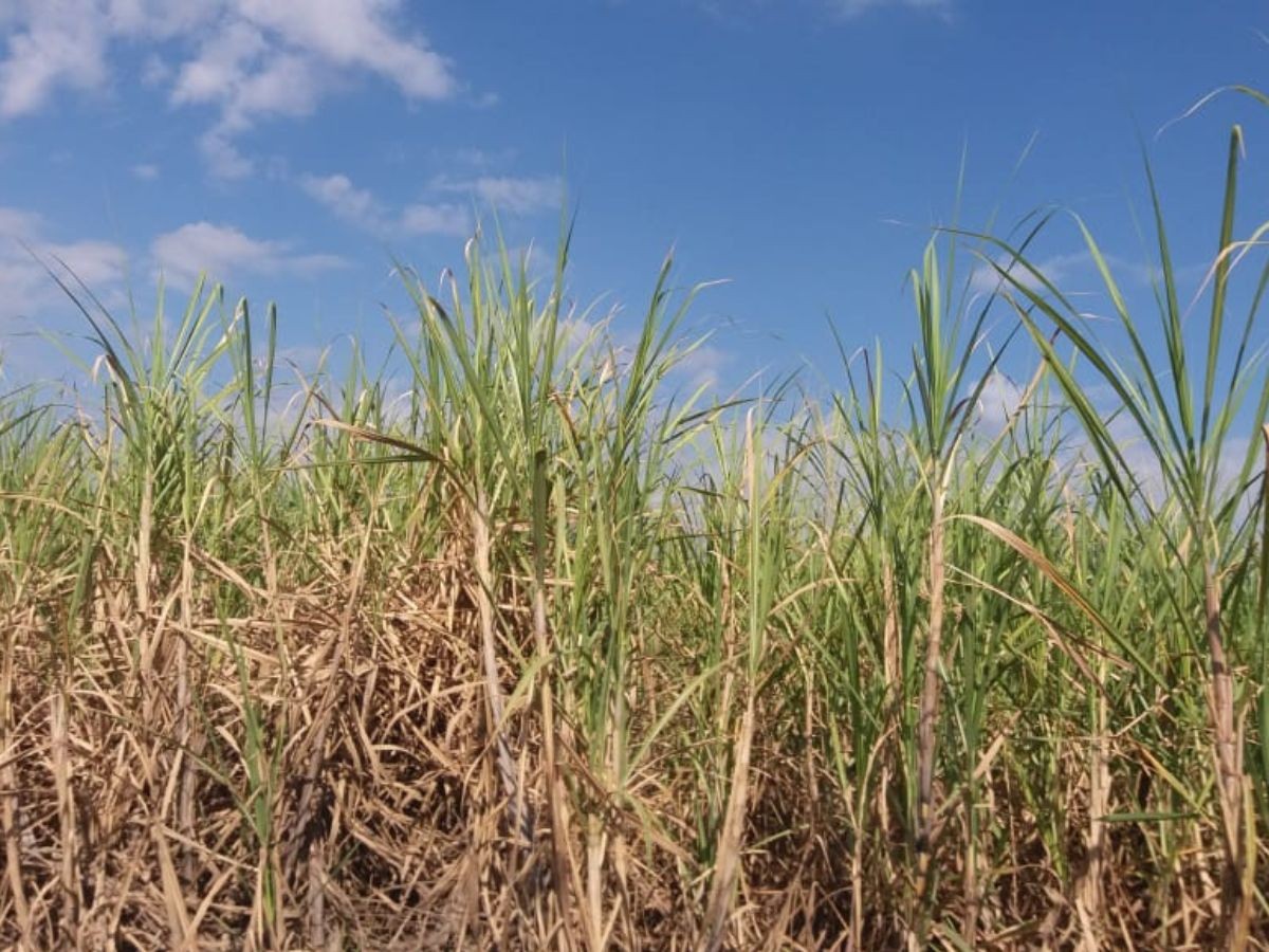 Produção agrícola do RN supera R$ 3,92 bilhões em 2025, aponta IBGE