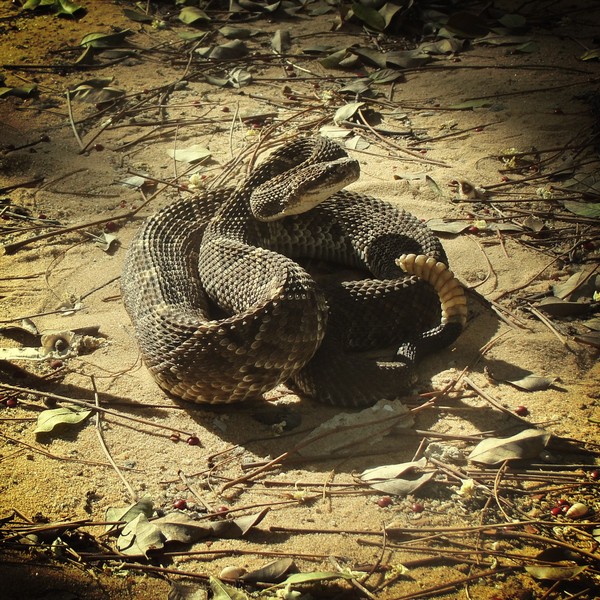 Tipos de cobras não venenosas - Nomes, Características e Fotos