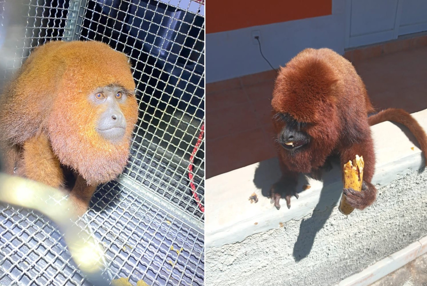 Bugio-ruivo ameaçado de extinção é capturado após aparecer em residência de Piedade