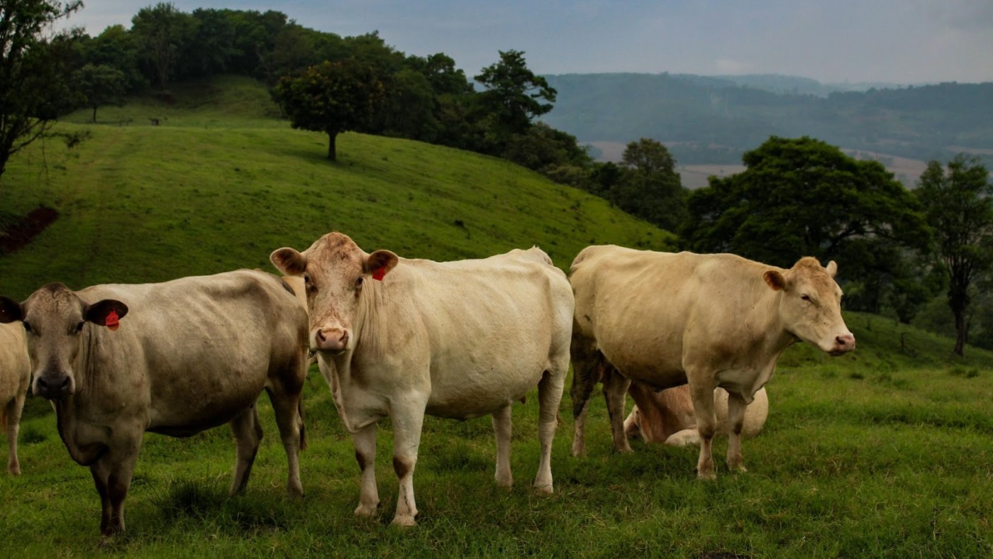 Gado Purunã se destaca pela eficiência produtiva e qualidade
