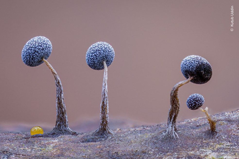 Esporos de fungo mucilaginoso em tronco caído formam uma cena que lembra um retrato em miniatura, na Inglaterra. — Foto: Kutub Uddin