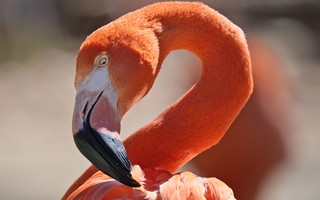  Como os animais reagem a um eclipse solar total? Cientistas americanos pretendem descobrir