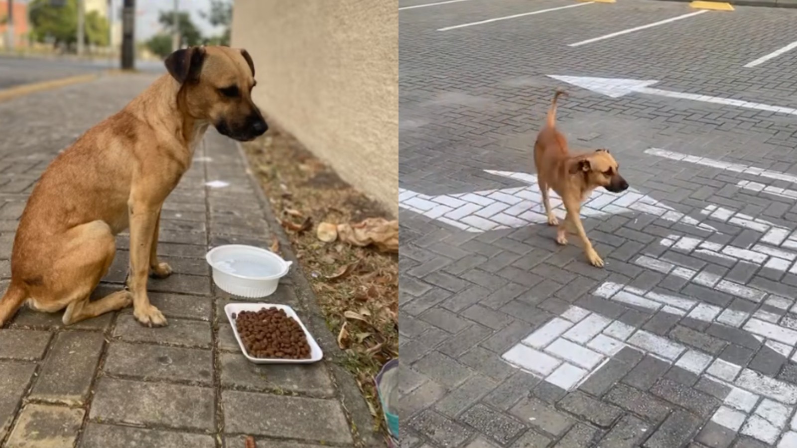 Vira-lata caramelo de Fortaleza que morava na rua é adotado e se muda para a Suíça