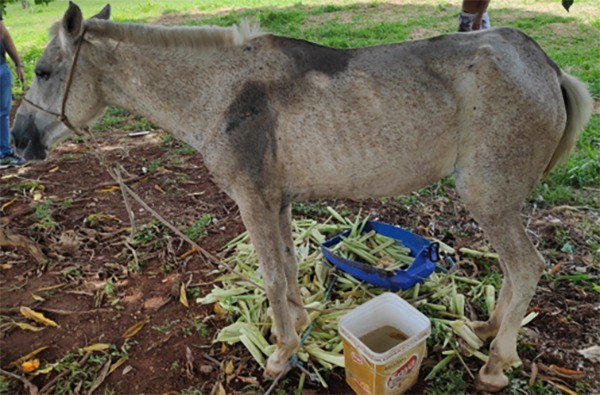 Carroceiro é preso após maltratar e matar cavalo – O JANELÃO