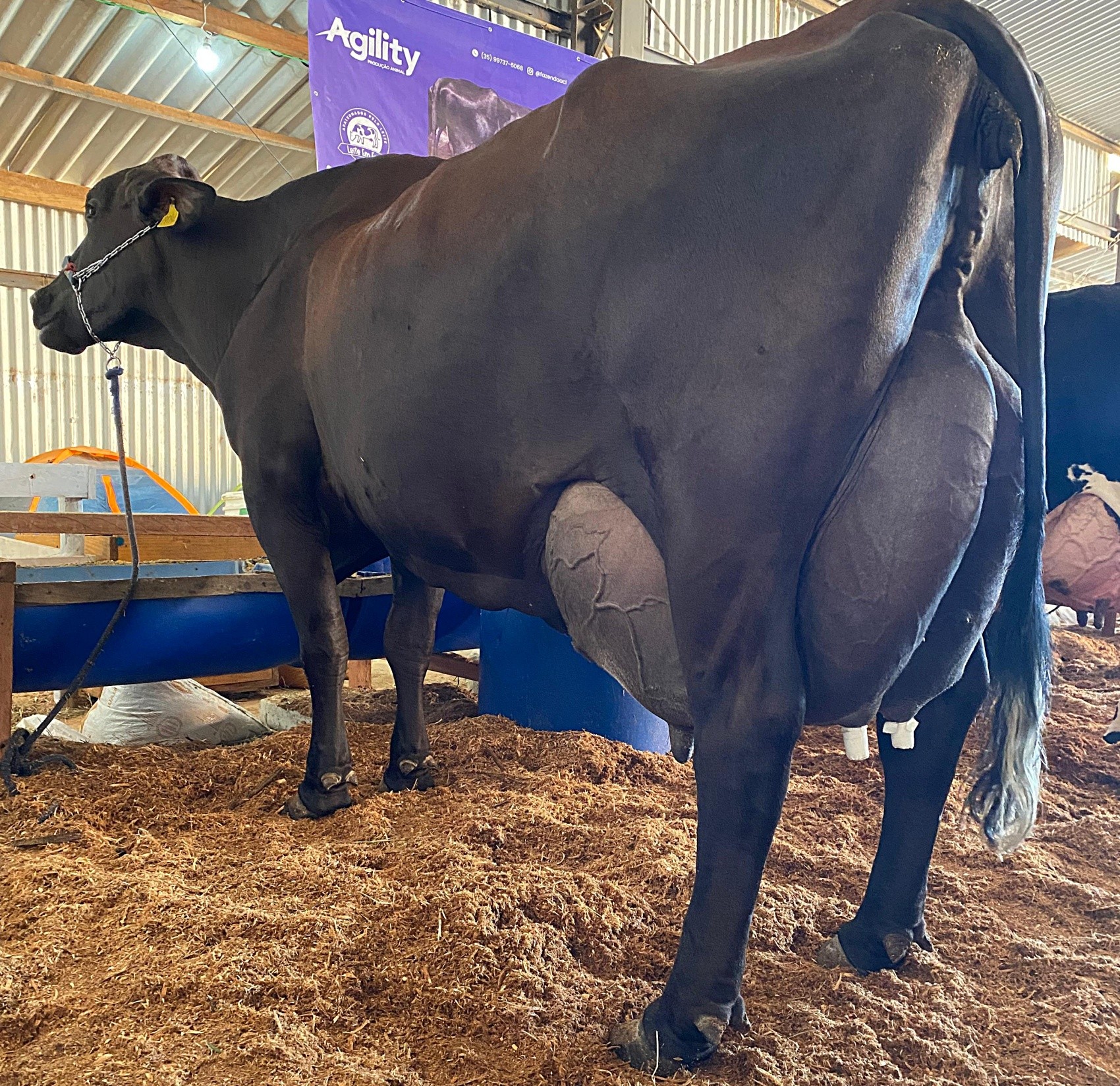 Recorde nacional: vaca produz mais de 120 kg de leite em torneio no Sul ...