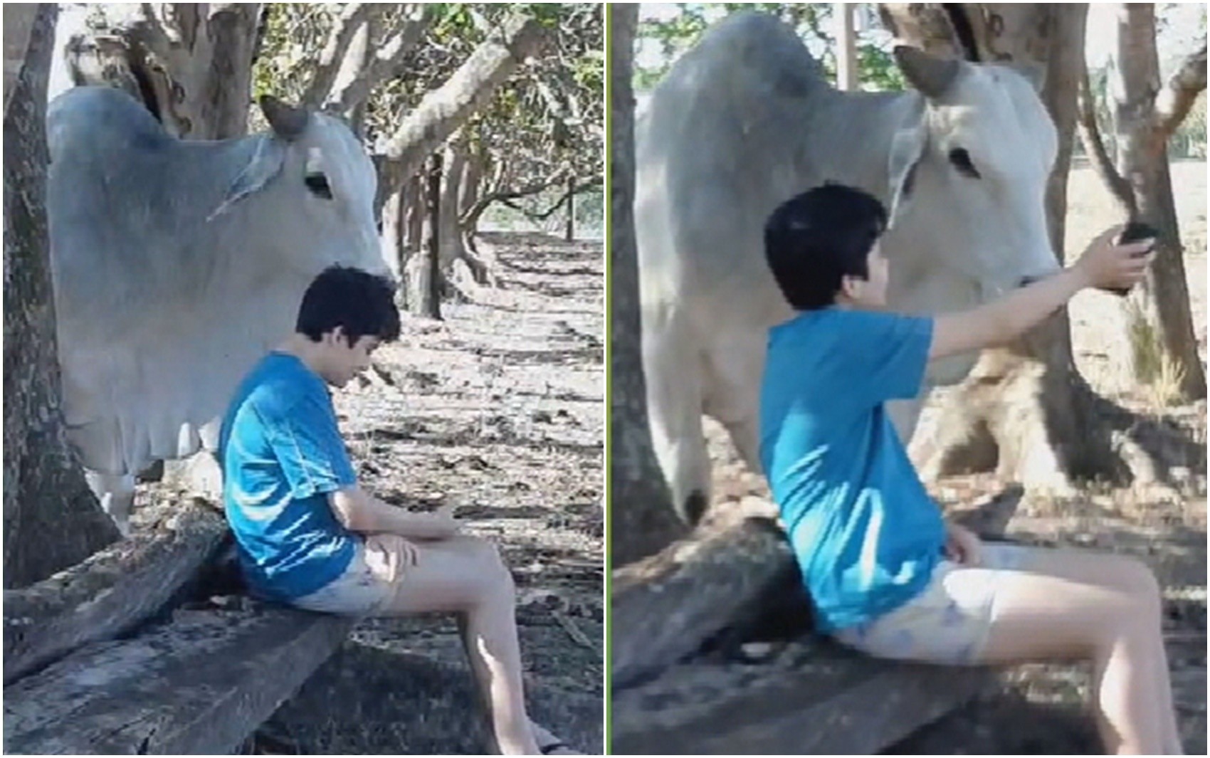 Boi surpreende ao 'olhar' celular de menino em fazenda de Goiás; vídeo