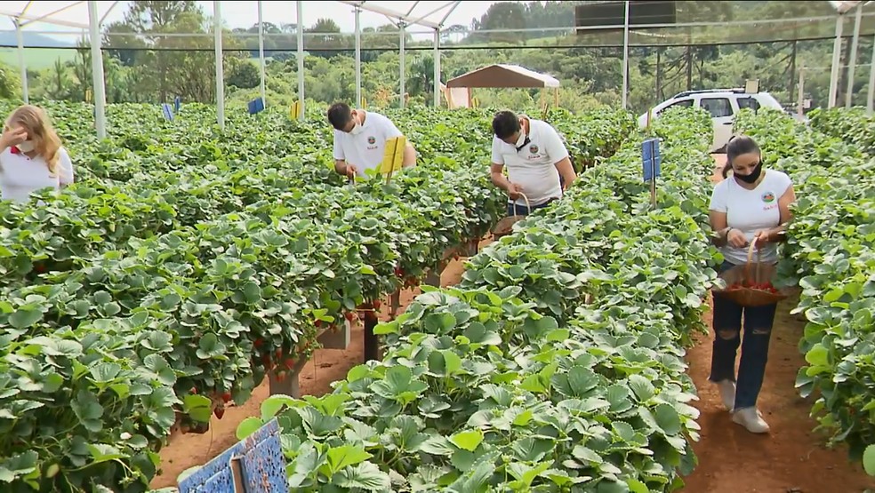 Plantação orgânica de morangos em sítio do bairro Lami - Caminhos