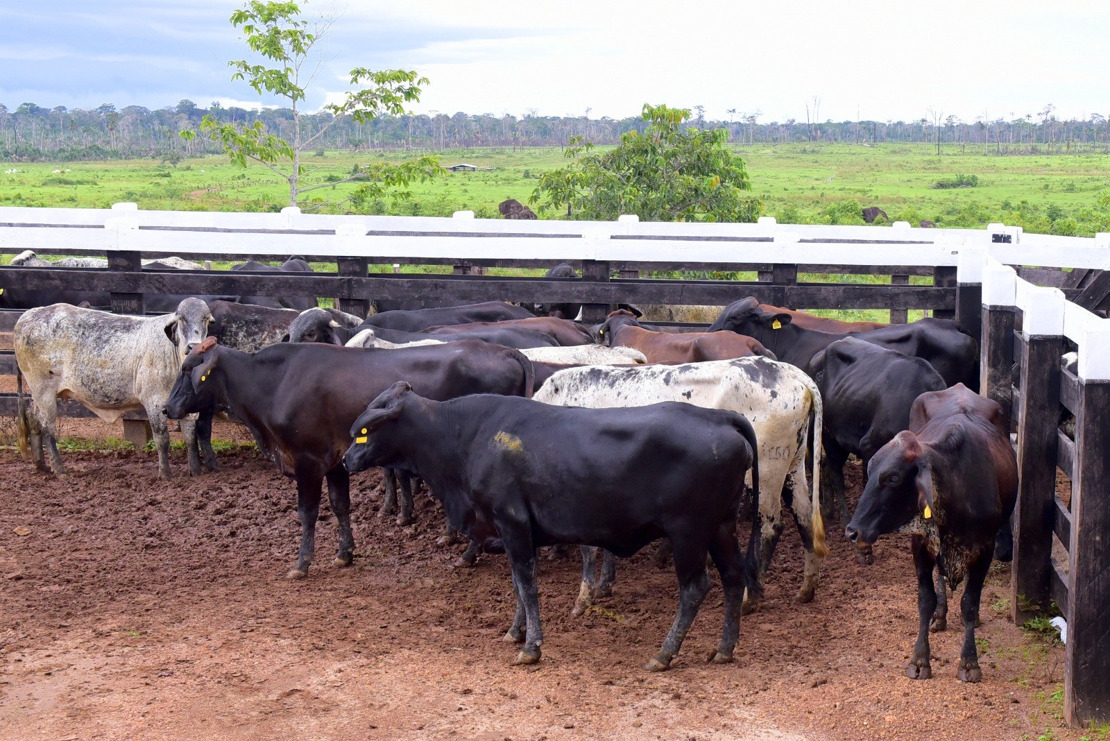 Governo entrega vacas para produtores rurais em projeto para produção de leite em Roraima