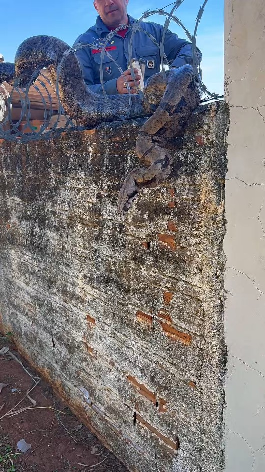 VÍDEO: Jiboia fica enroscada em serpentina de muro de residência e é resgatada pelo Corpo de Bombeiros em Presidente Venceslau