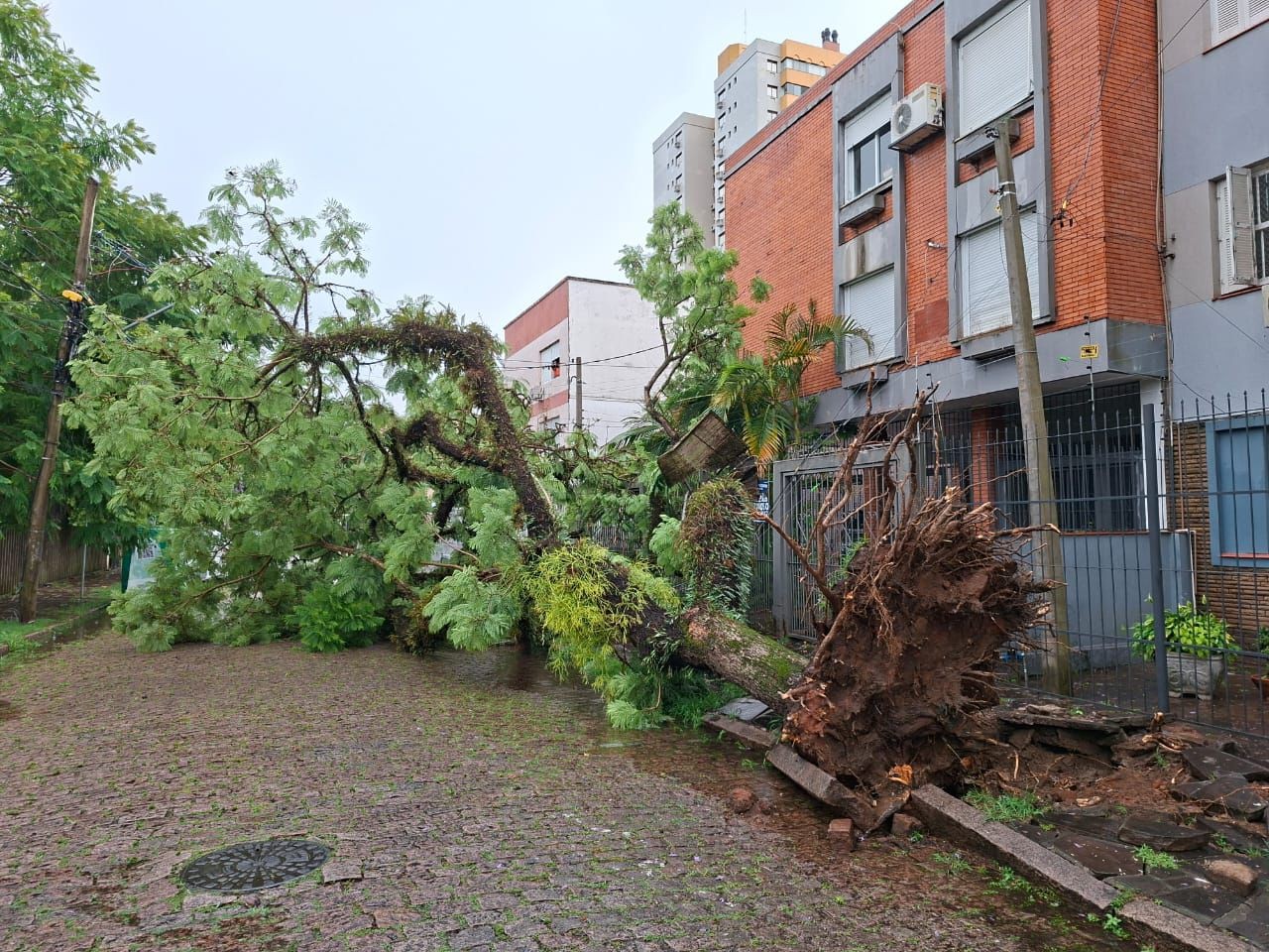 Chuva derruba árvores e causa transtornos em cidades do RS