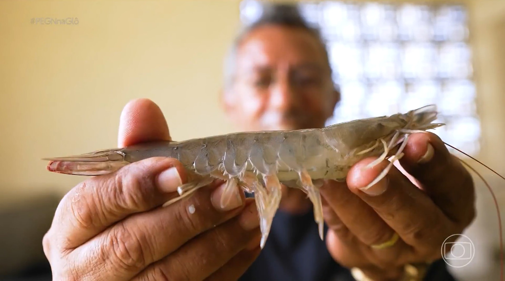 Do laboratório ao viveiro: como uma tecnologia criada no RN fez produtores de camarão ganharem mais