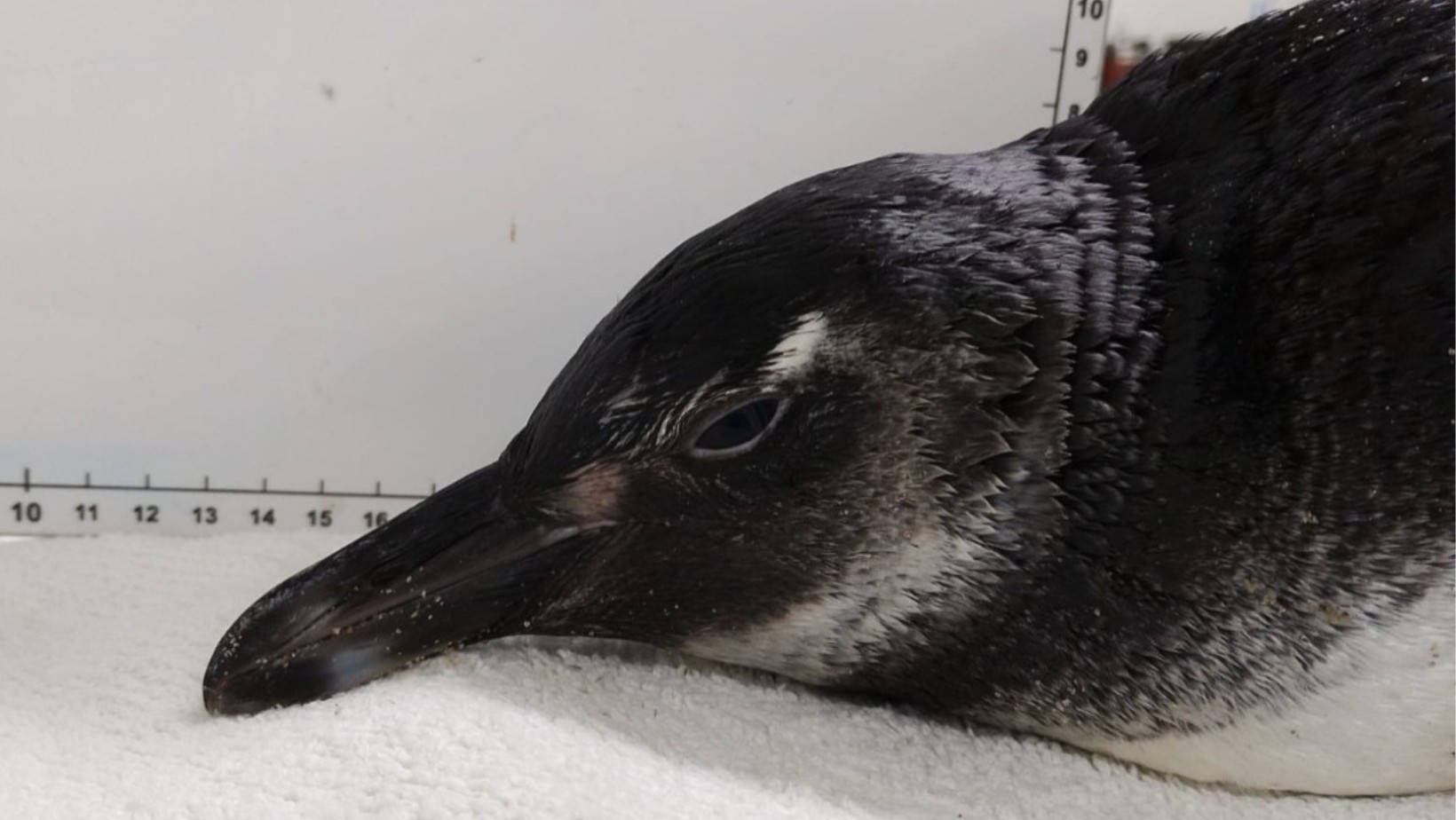 Pinguim debilitado é resgatado encalhado em praia de Ubatuba, SP