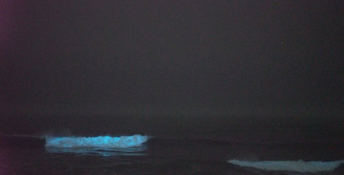 Bioluminescent Waves Illuminate Praia da Guarita in Torres, RS