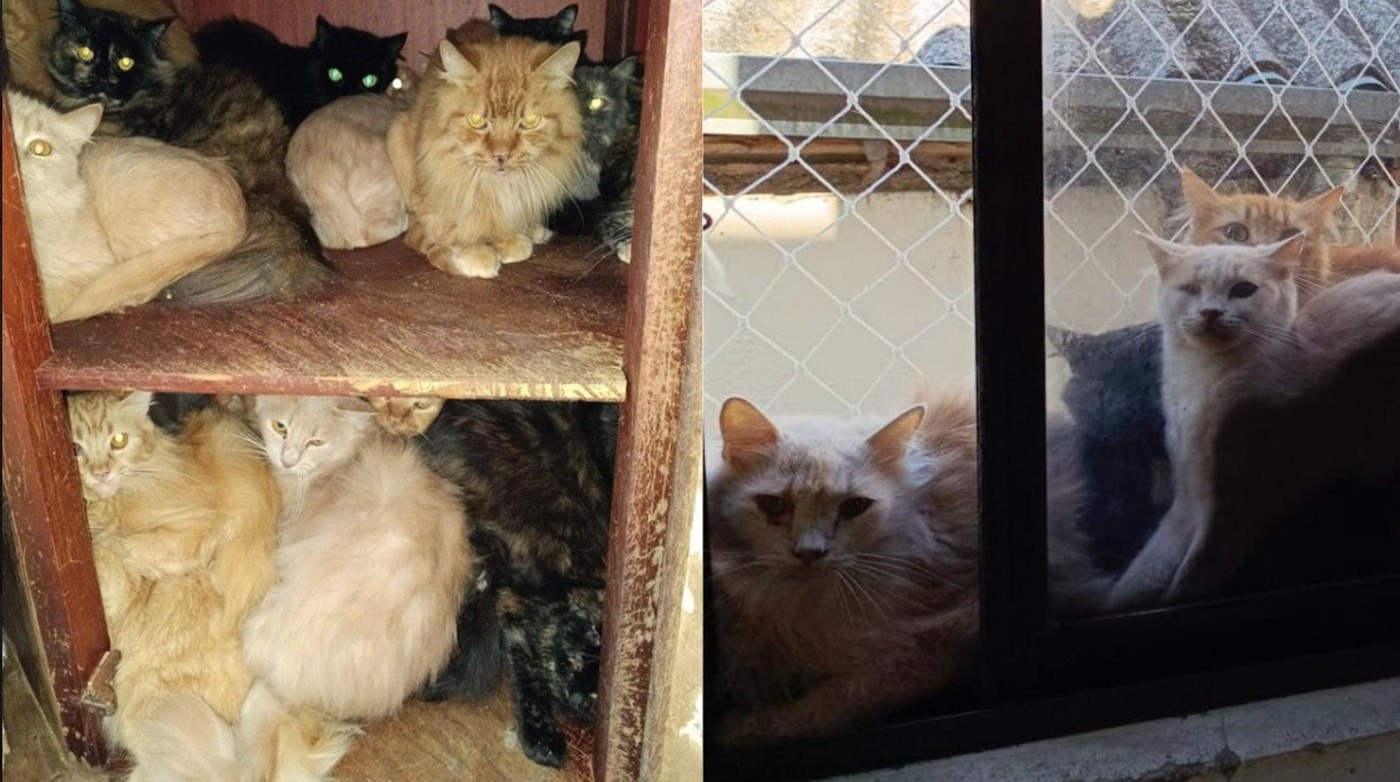 Mais de 400 gatos debilitados e doentes são achados vivendo em apartamento em SC; VÍDEOS