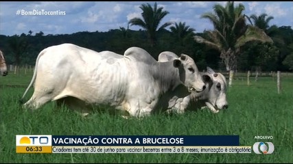 Prazo para produtores vacinarem bovinos contra a brucelose segue até 30 de junho