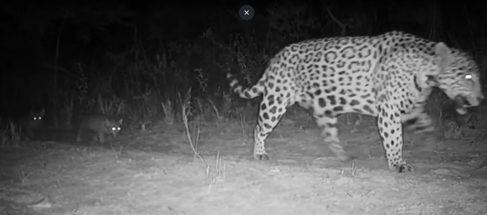 Onça-pintada é flagrada andando com filhotes trigêmeos no parque nacional Grande Sertão Veredas, em MG
