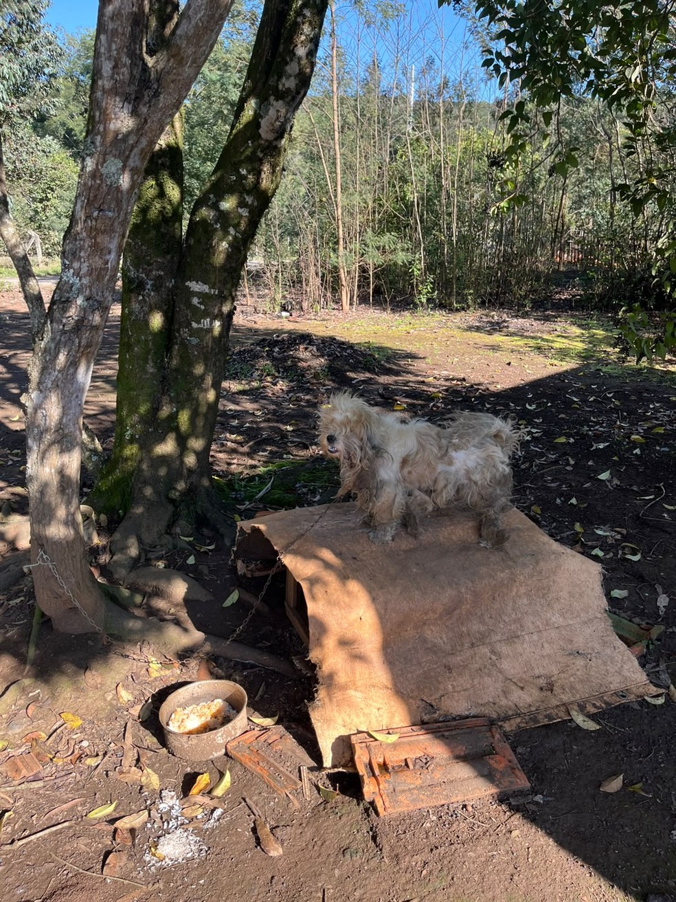 Mulher é presa em flagrante por manter cachorrinho em situação de maus-tratos, no Paraná — Foto: Polícia Civil