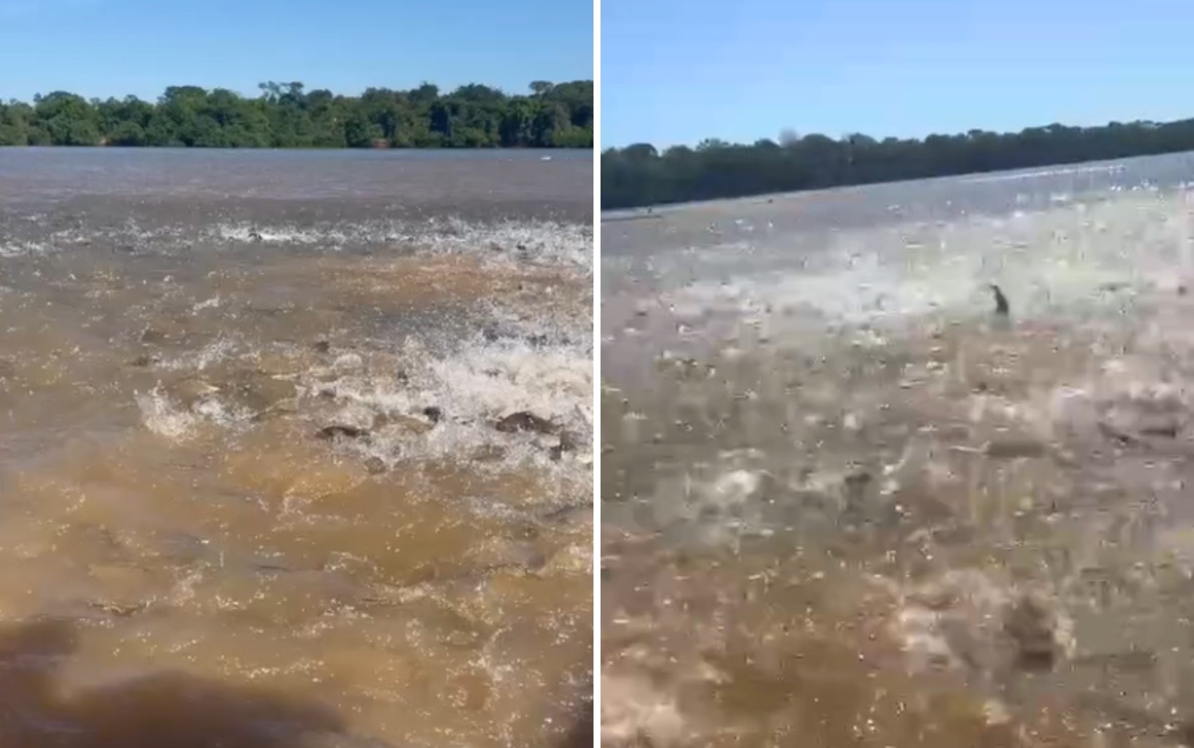 Guia de pesca filma cardume gigante cercando barco no Rio Araguaia; vídeo