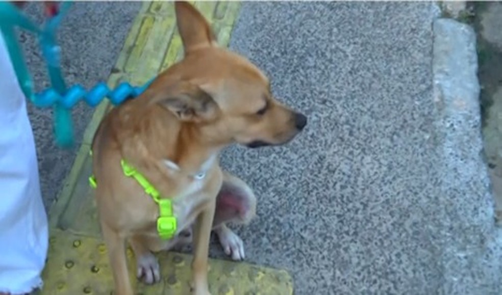Cachorro 'Garoto' teve hematomas internos e tutora percebeu mudana no o comportamento do cozinho aps ataque de Pit Bull, na orla de Salvador — Foto: Reproduo/TV Bahia