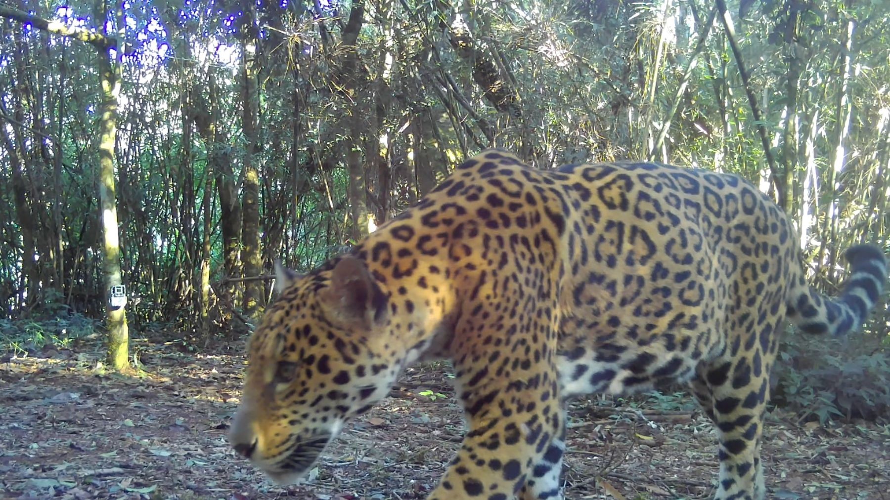 VÍDEO: nova onça-pintada é flagrada em parque nacional no Paraná e recebe nome que significa ‘estrela’ em guarani