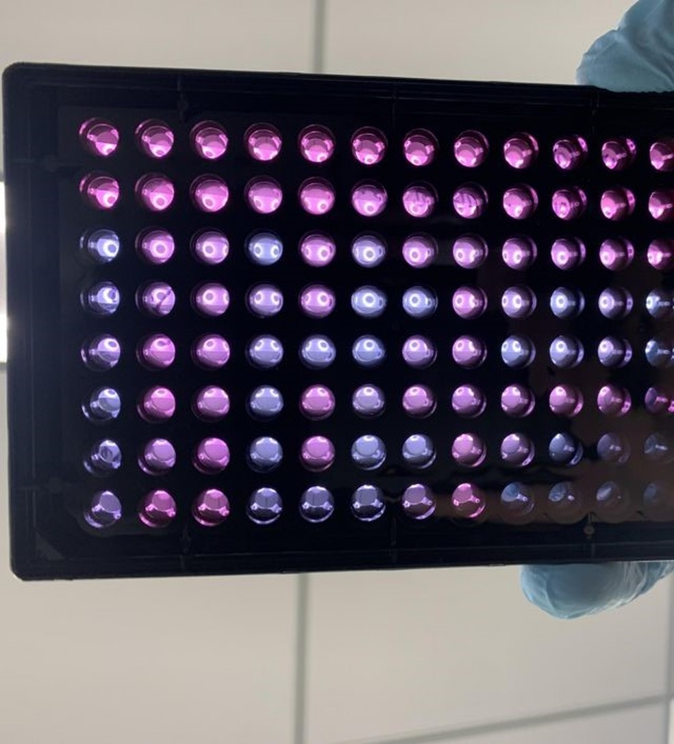 Compostos de células que foram testados pelos cientistas — Foto: Divulgação