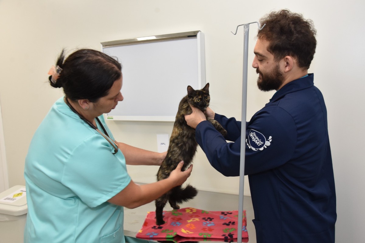 Outubro Rosa Pet: saiba como identificar sinais de câncer de mama em gatas e cadelas