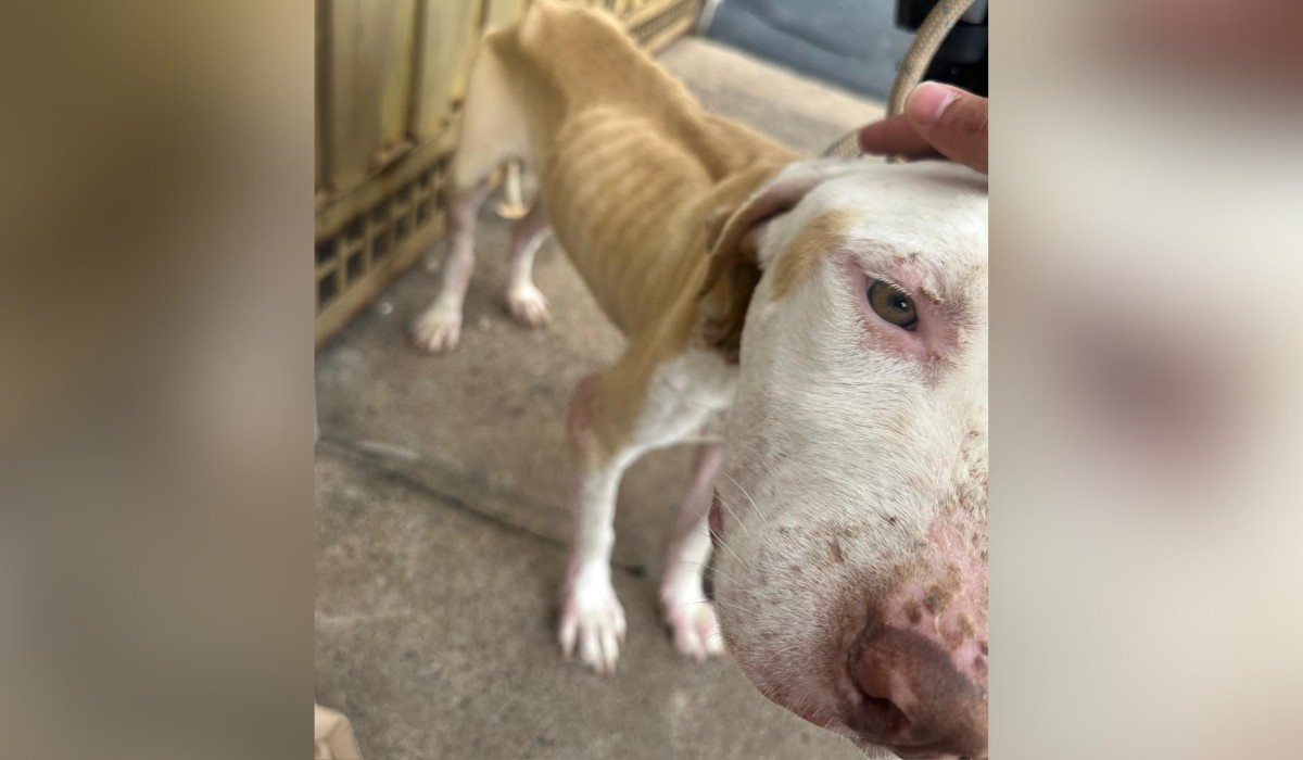 Cachorro é encontrado debilitado e tutor acaba multado em R$ 3 mil em Presidente Prudente
