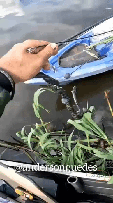 VÍDEO: Pescador fisga cobra 'sem querer' e quase é mordido durante pescaria em RO 