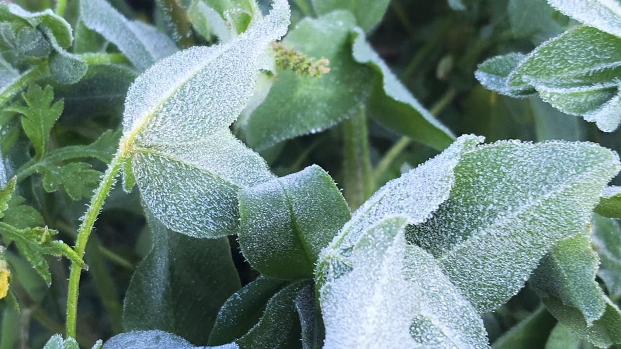 Serra de SC amanhece com geada e termômetros marcando 1,6 °C; VÍDEO