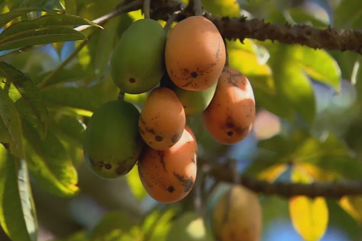 A fruta 'prima' do mamão que se come do caule à raiz e vira sobremesa e até prato salgado