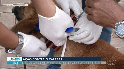 Ação contra o calazar: encoleiramento e testes rápidos são realizados em Palmas