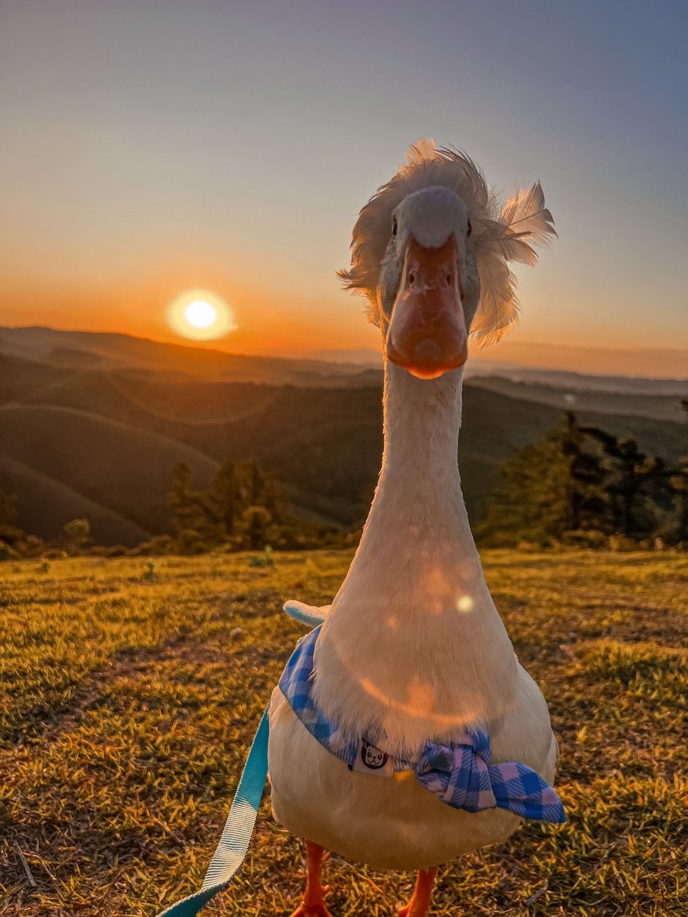 Influenciadora Julia Olympio registrava passeios com pato Patolino; animal segue desaparecido — Foto: Julia Olympio/Arquivo Pessoal 