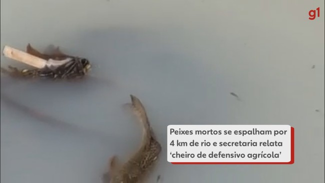 Peixes mortos se espalham por 4 km de rio