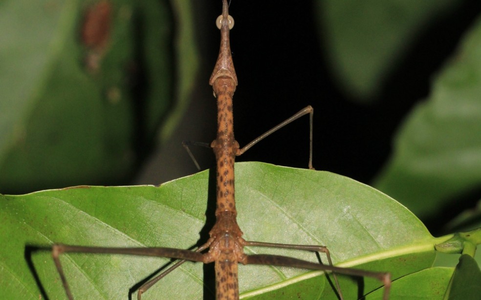 A espécie Kamara kratxatxa, que significa “gafanhoto-onça”, foi inspirada na toada Kamara, lançada pelo Boi-Bumbá Garantido em 2026. — Foto: Foto: Larissa Lima de Queiroz