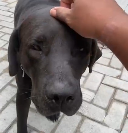 Polícia investiga ataque contra cachorro labrador que foi morto a facadas por homem no litoral de SP: ‘Nunca fez mal a ninguém’