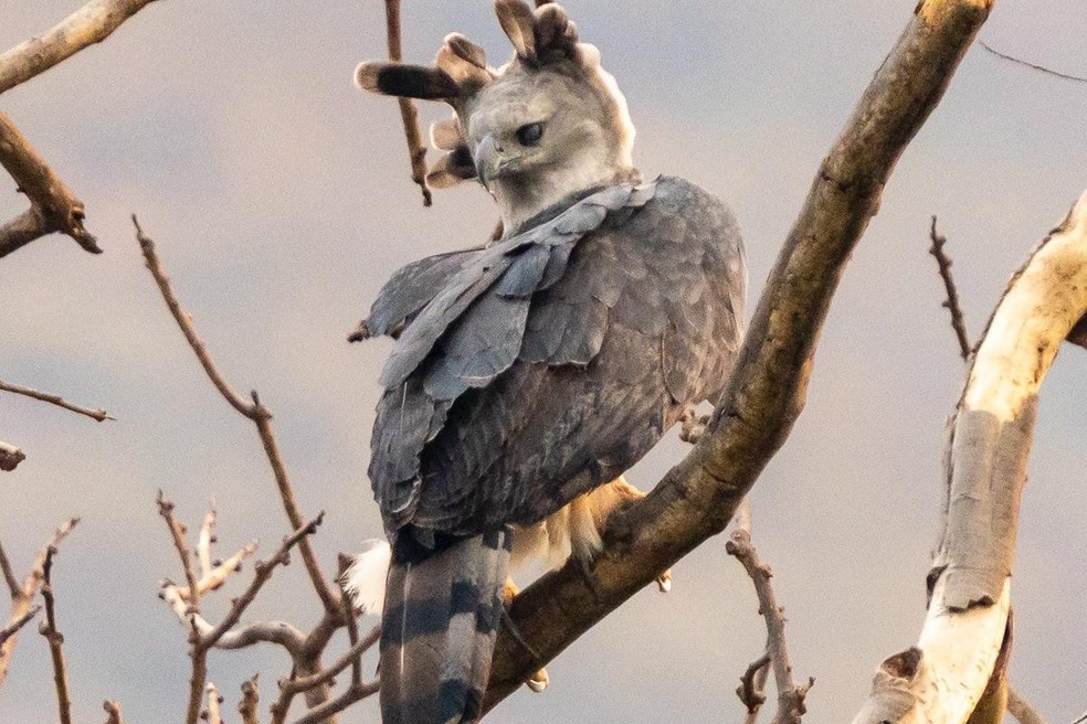 Casal de harpias é monitorado em Corumbá, mas seu ninho ainda não foi localizado — Foto: Gabriel Oliveira