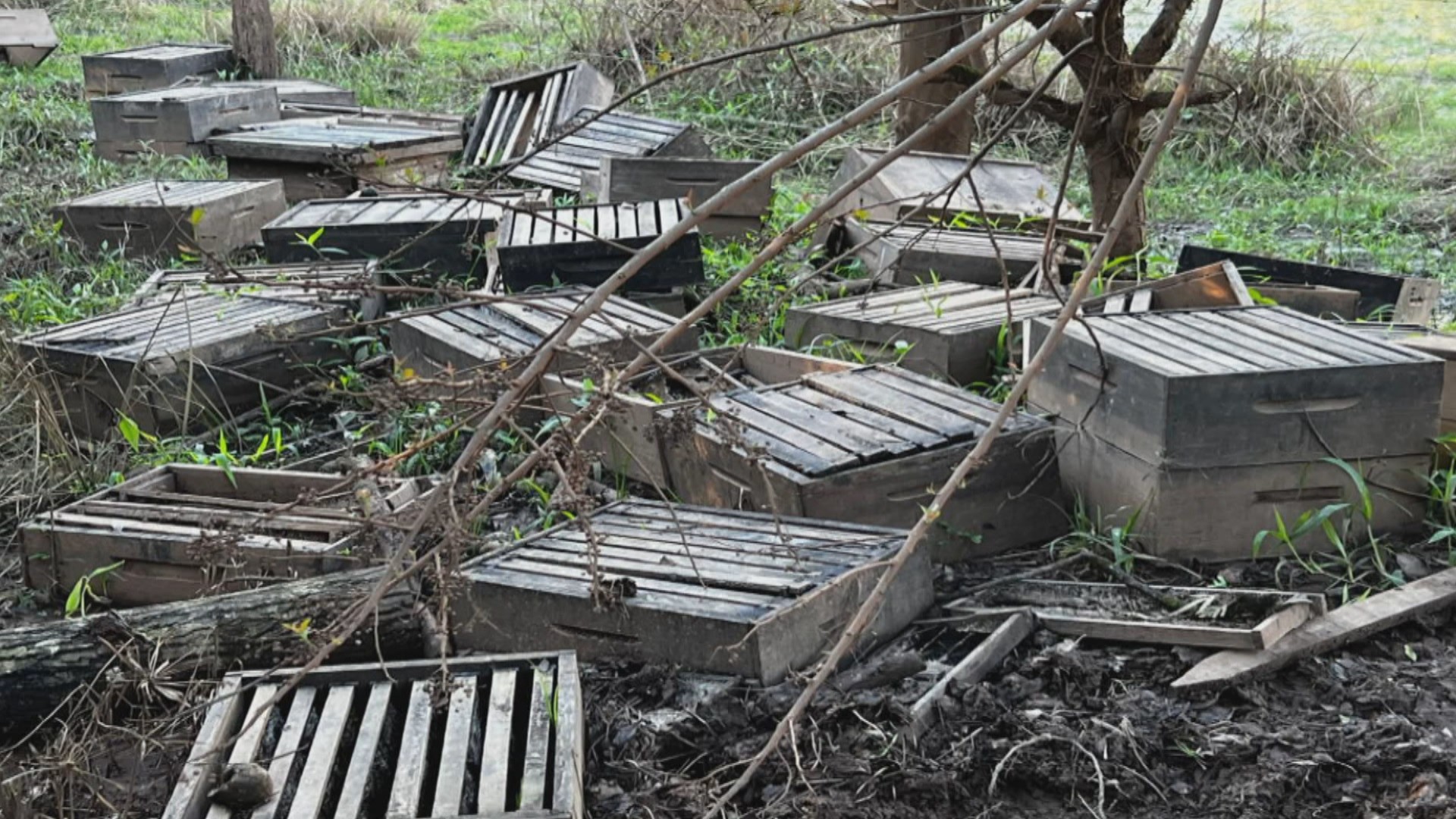 Chuvas no RS provocaram a morte de 6 bilhões de abelhas, estima entidade; produção de mel foi afetada por enchente
